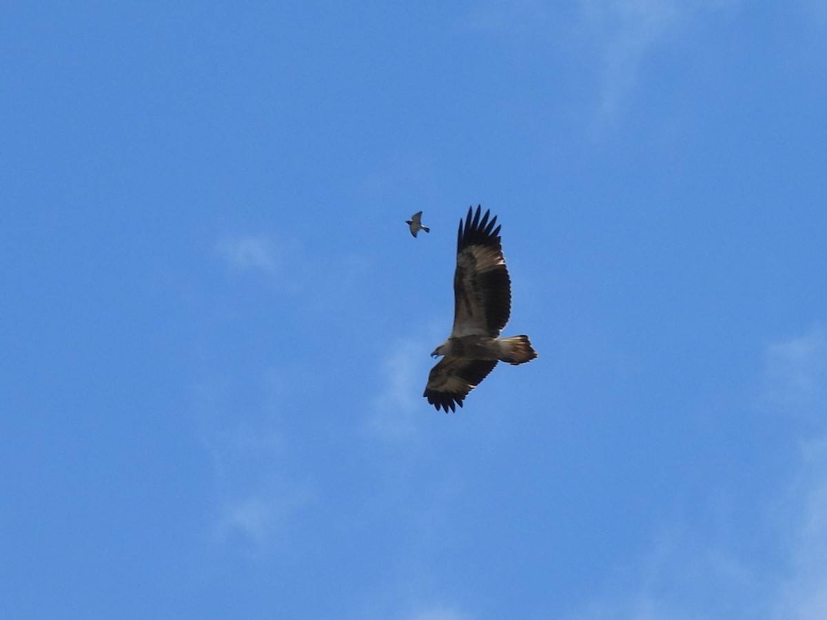 White-bellied Sea-Eagle - ML619672135