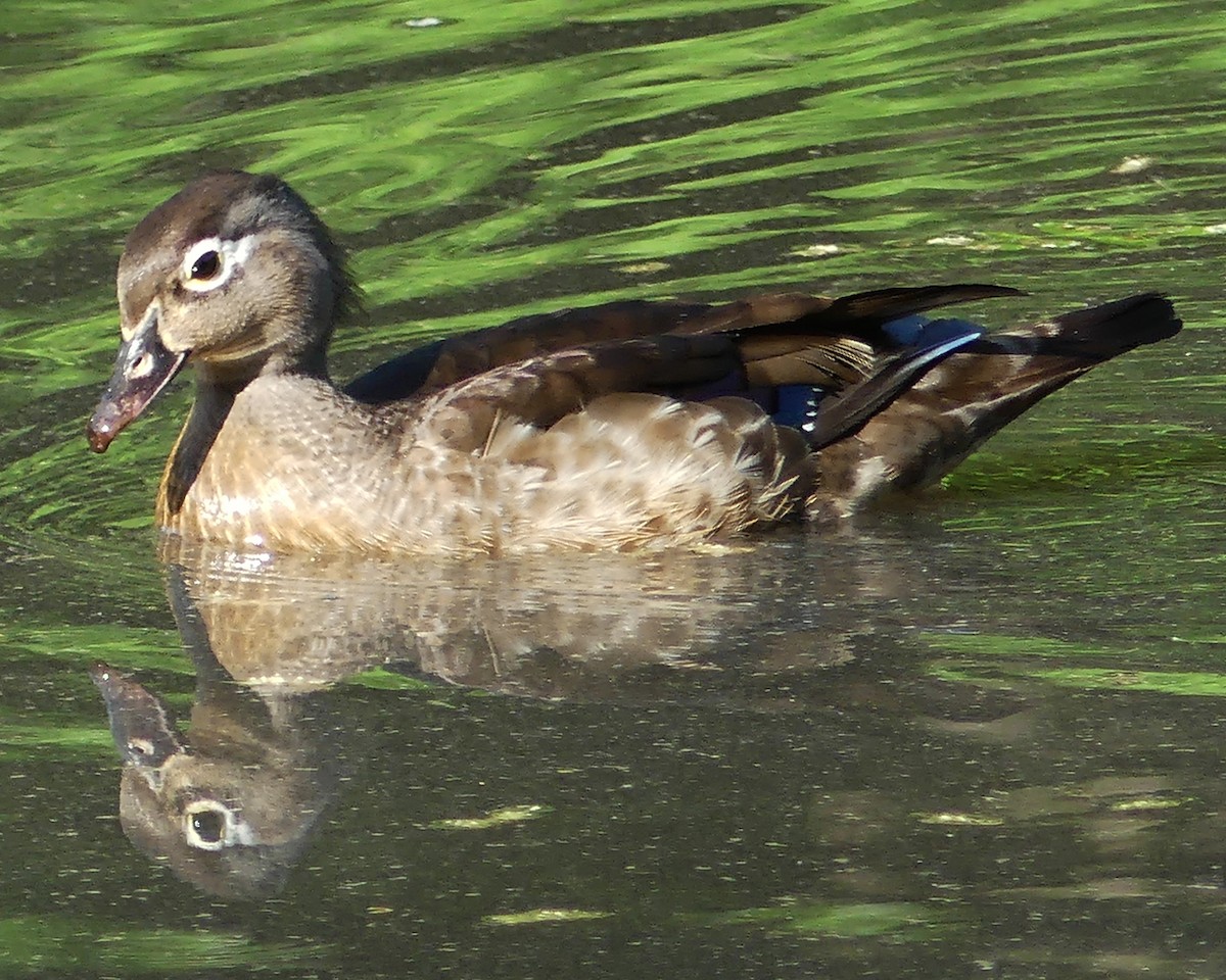 Wood Duck - ML619672151