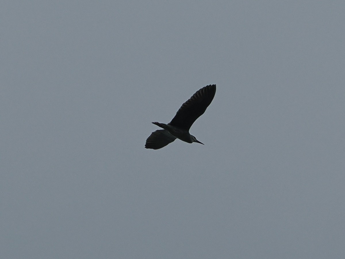 Black-crowned Night Heron - ML619672154