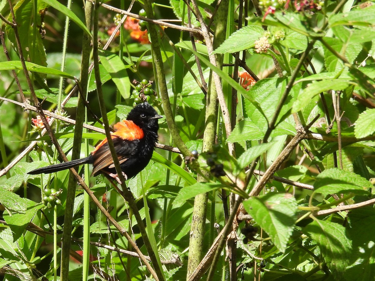 Red-backed Fairywren - ML619672168