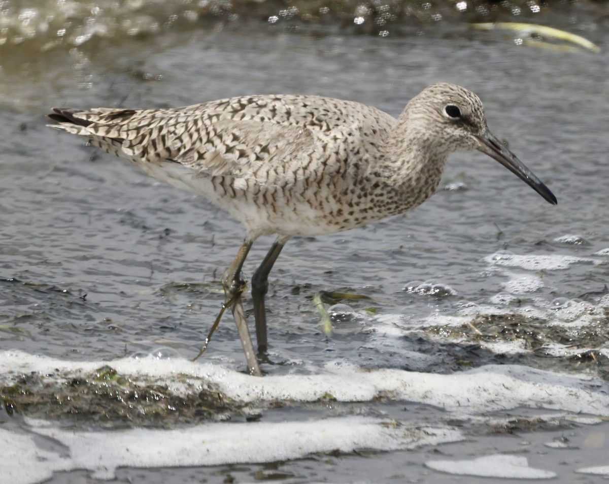 Playero Aliblanco (inornata) - ML619672227