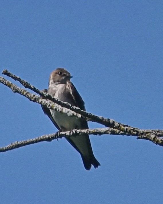 Northern Rough-winged Swallow - ML619672254