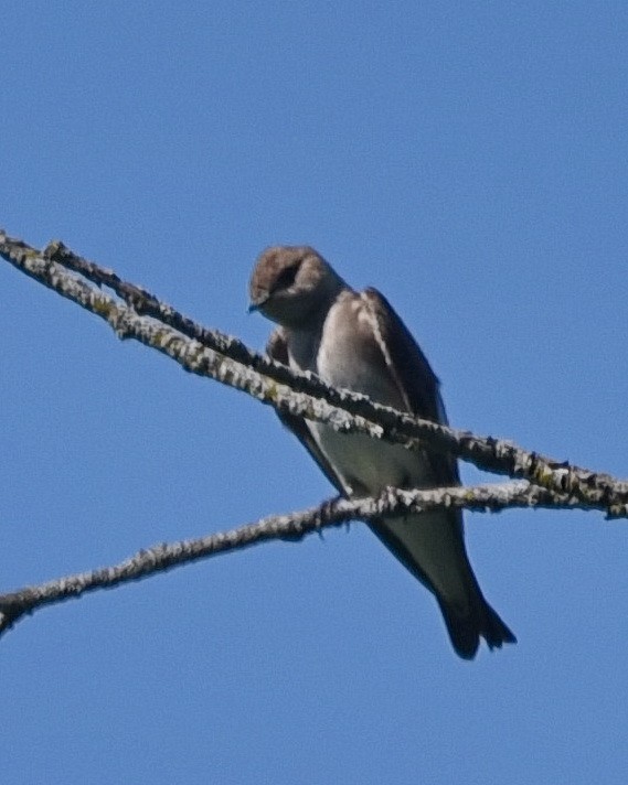 Northern Rough-winged Swallow - ML619672256