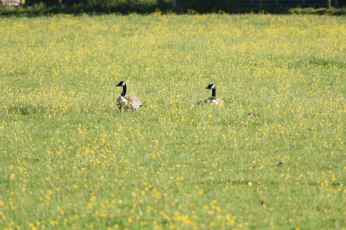 Canada Goose - ML619672269