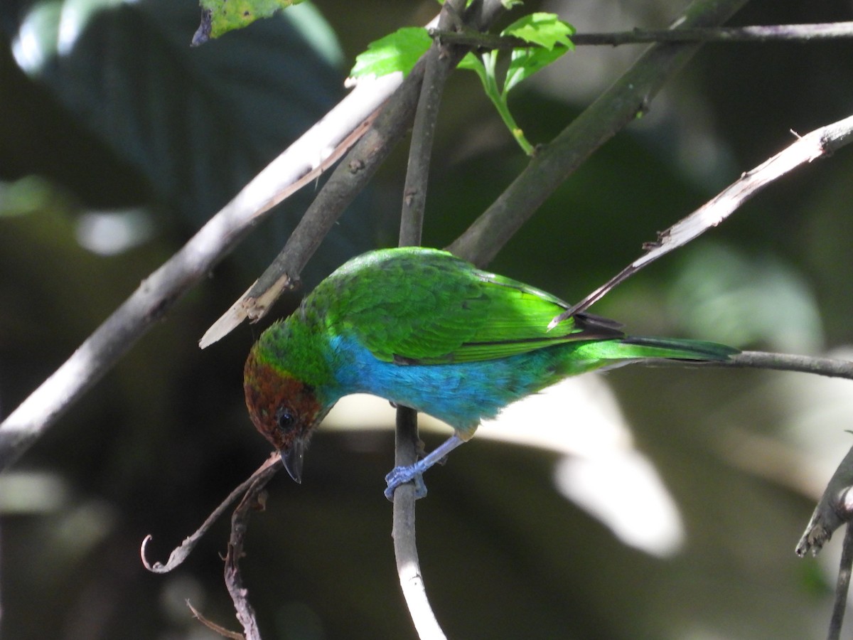 Bay-headed Tanager - ML619672270