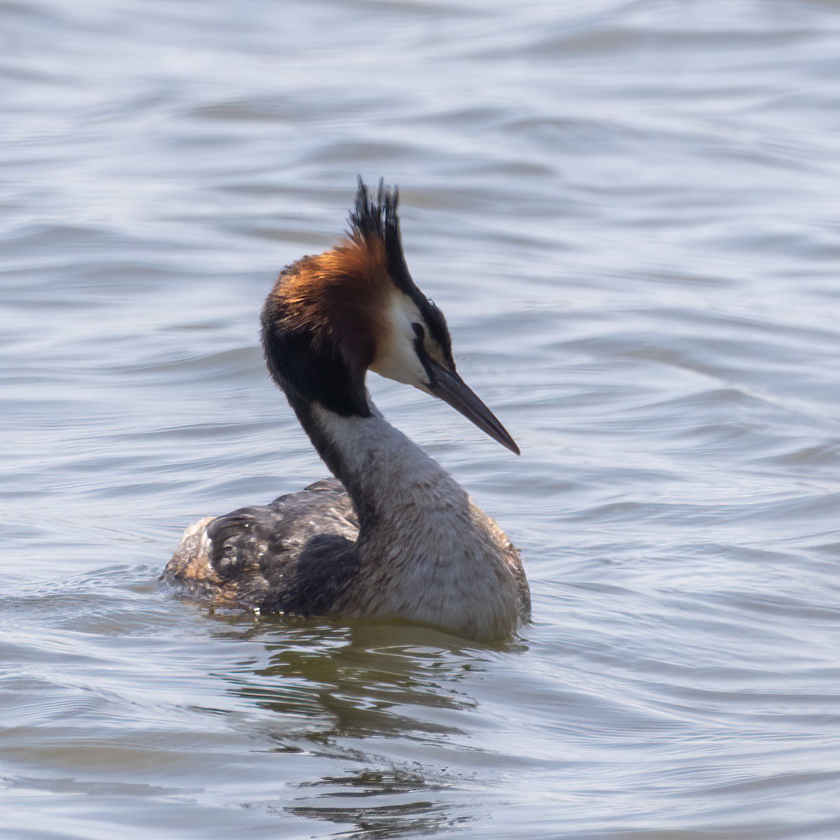 Great Crested Grebe - ML619672272