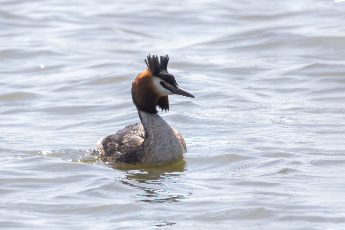 Great Crested Grebe - ML619672273