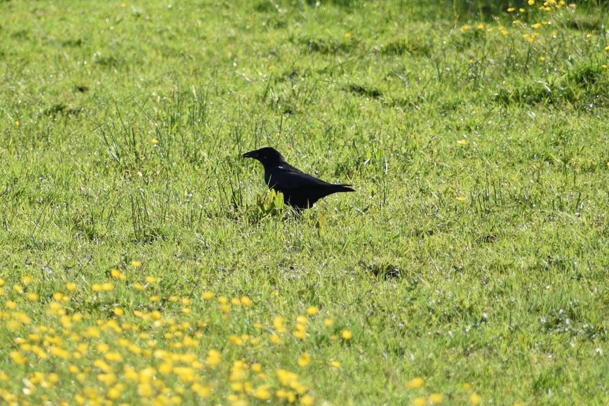 Carrion Crow - ML619672275