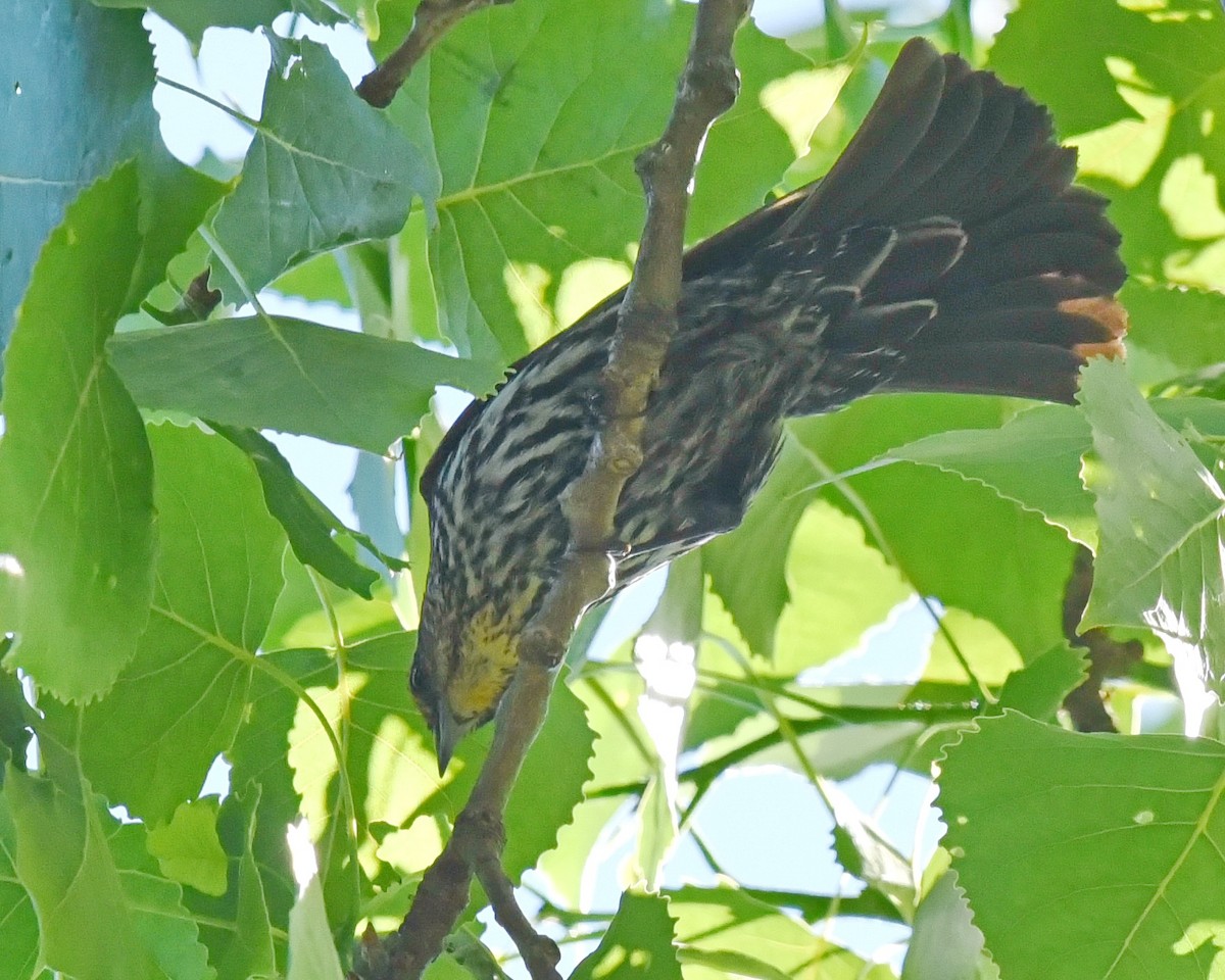 Red-winged Blackbird - ML619672276