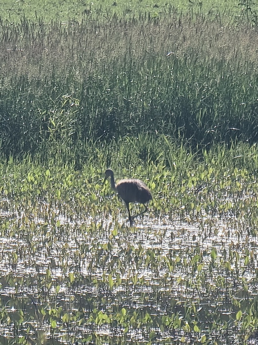 Sandhill Crane - ML619672281