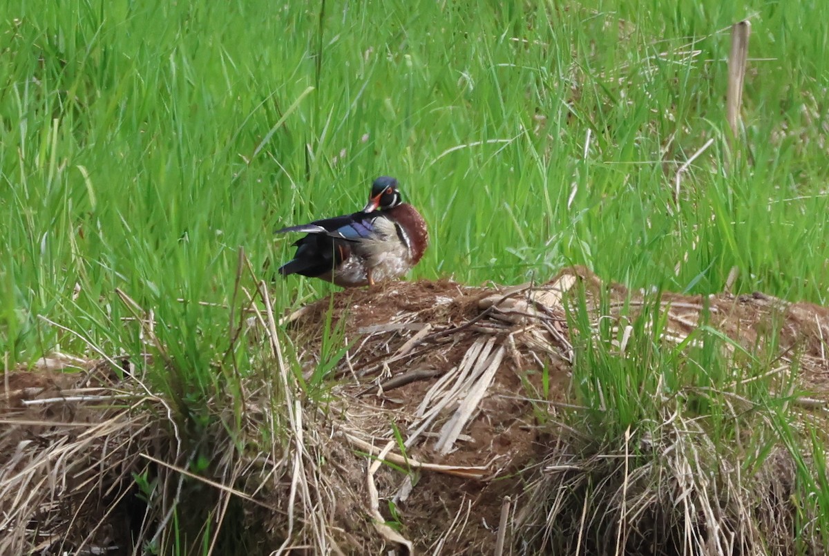 Wood Duck - ML619672282