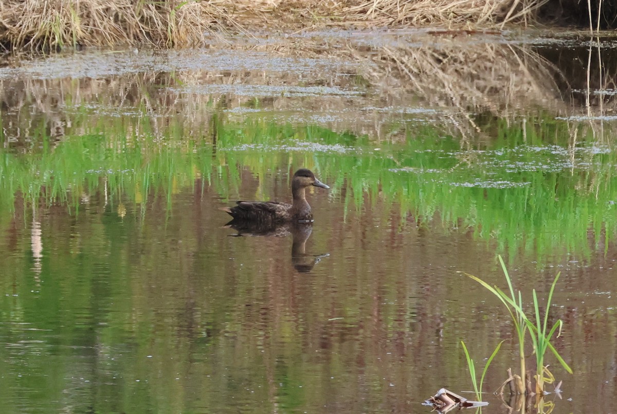 American Black Duck - ML619672289