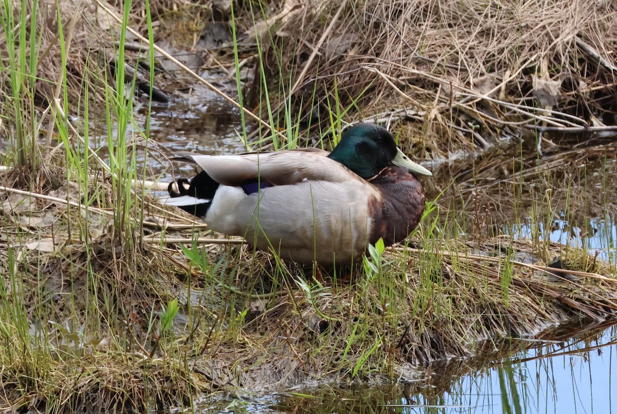 Mallard - Vern Bothwell