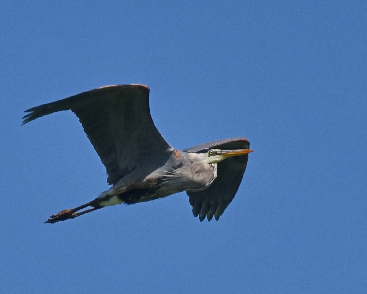 Great Blue Heron - ML619672300