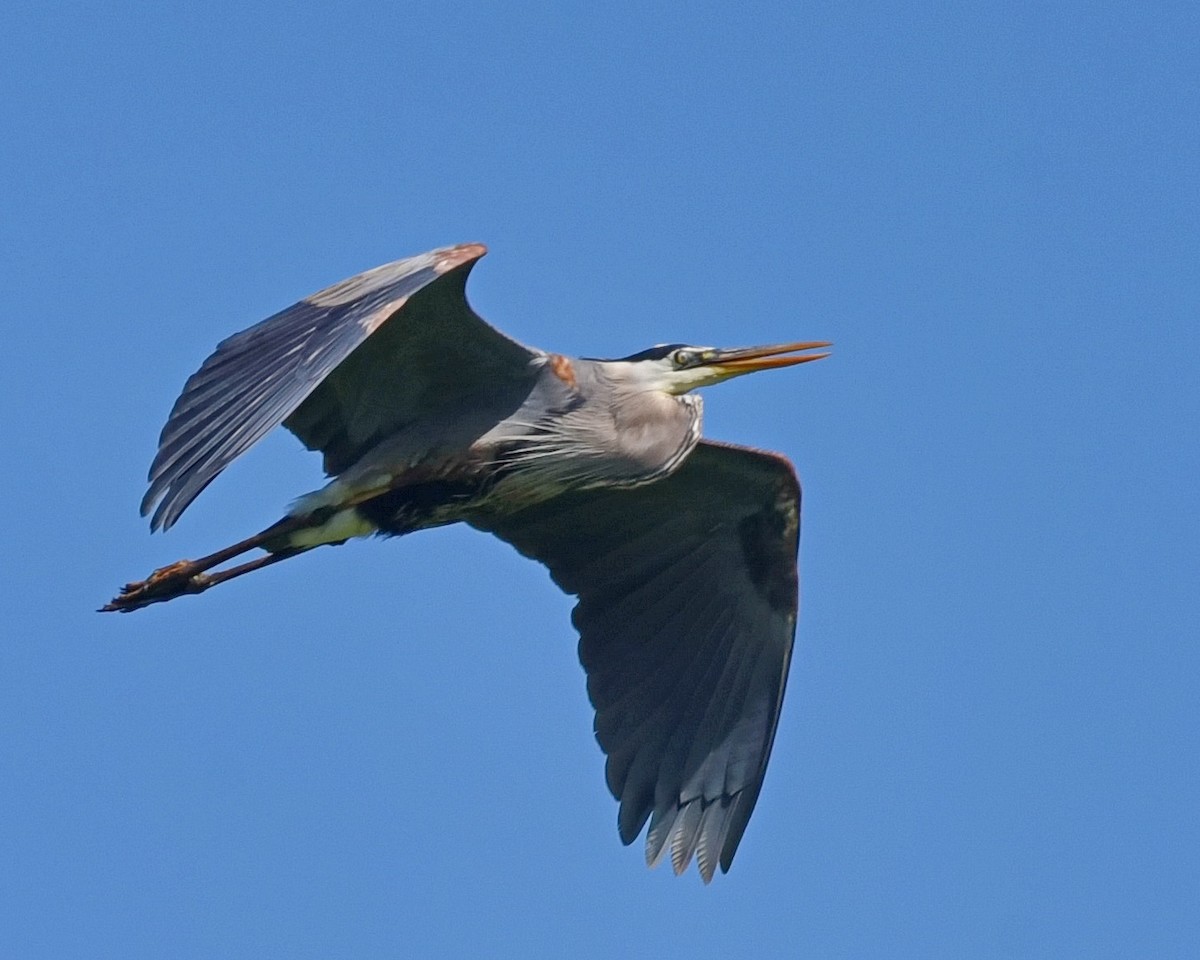 Great Blue Heron - ML619672304