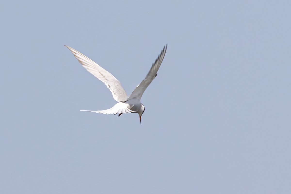 Common Tern - ML619672309