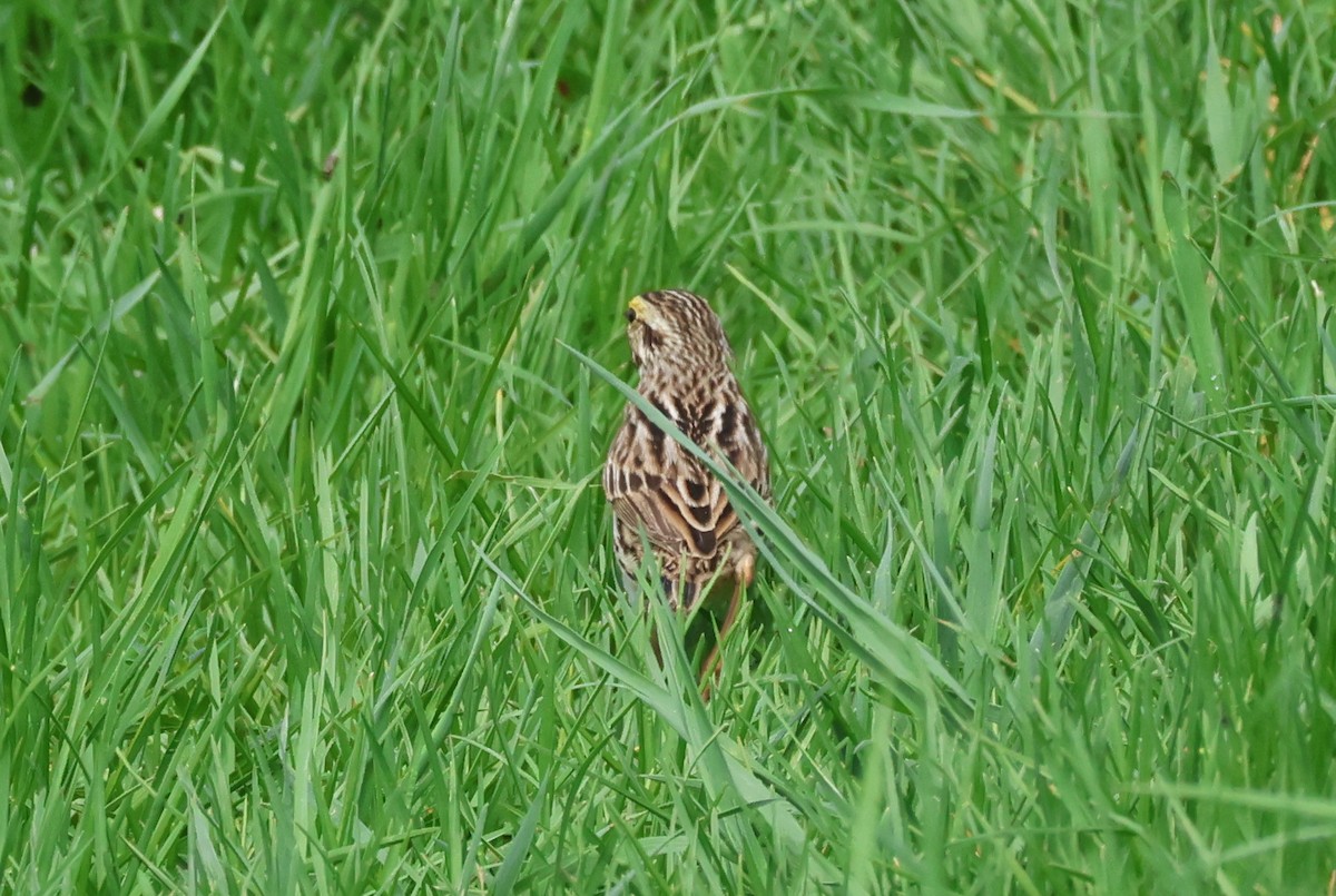 Savannah Sparrow - ML619672312