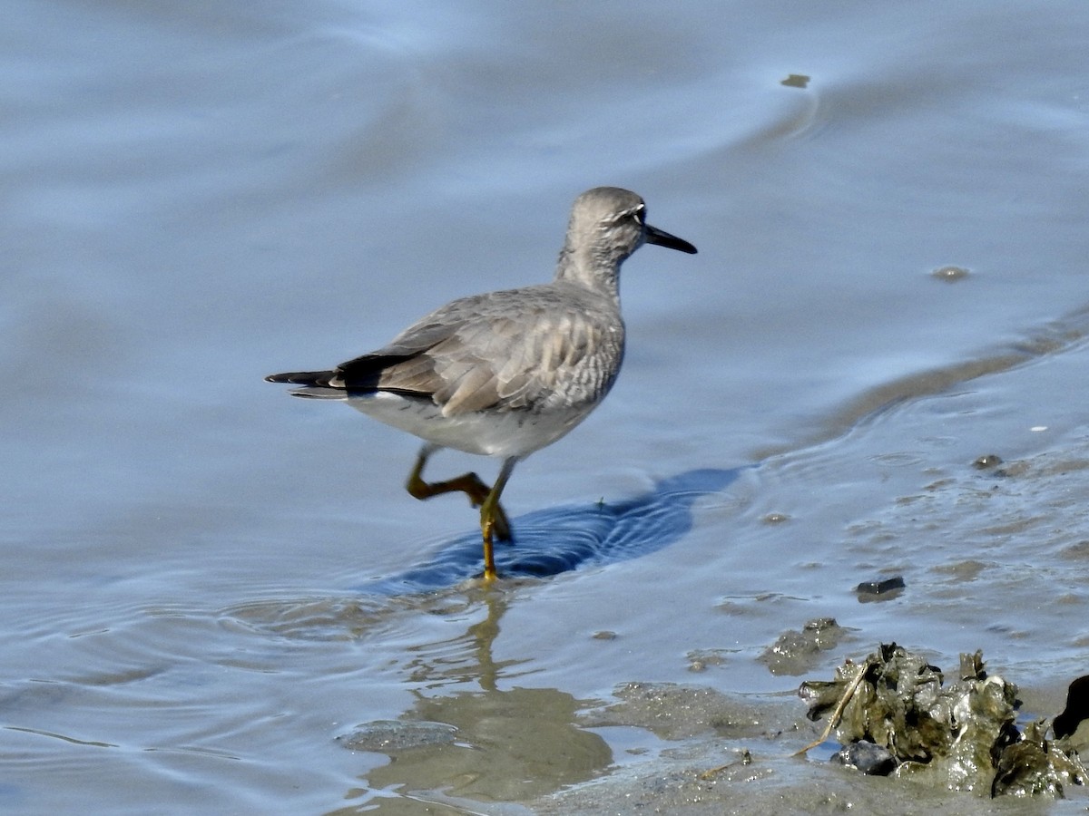 Gray-tailed Tattler - ML619672314