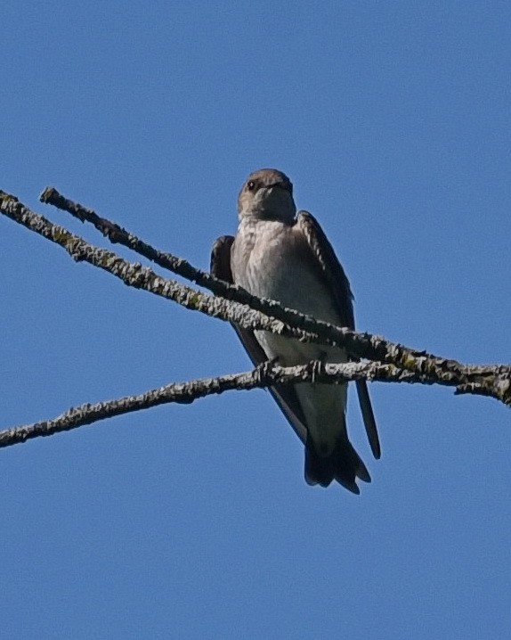 Northern Rough-winged Swallow - ML619672317