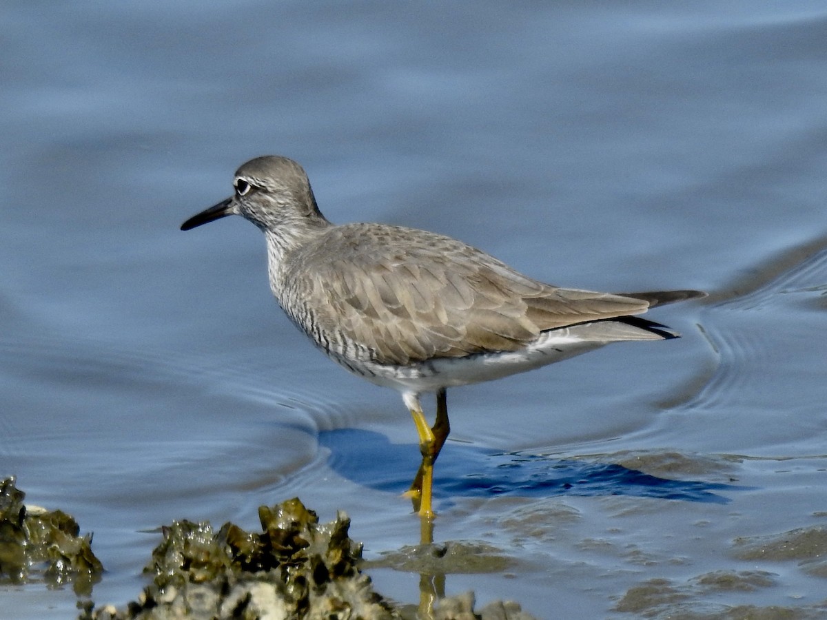 Gray-tailed Tattler - ML619672320