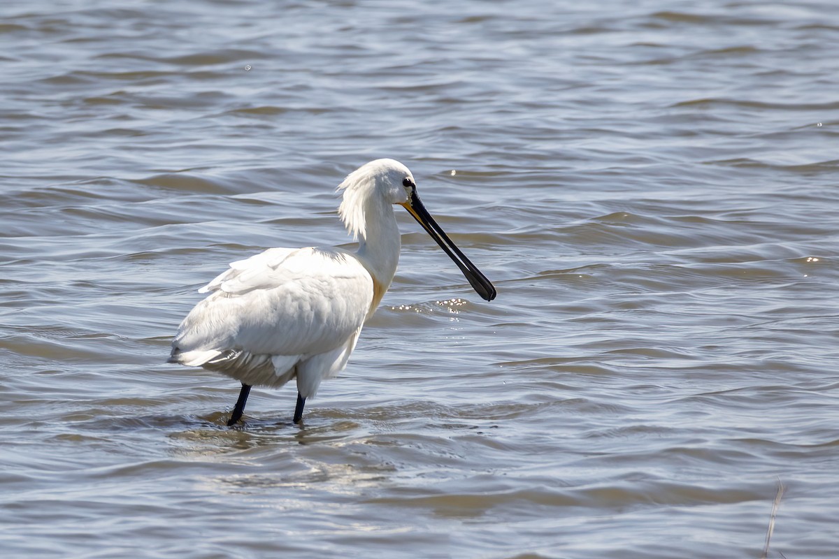 Eurasian Spoonbill - Martine Stolk