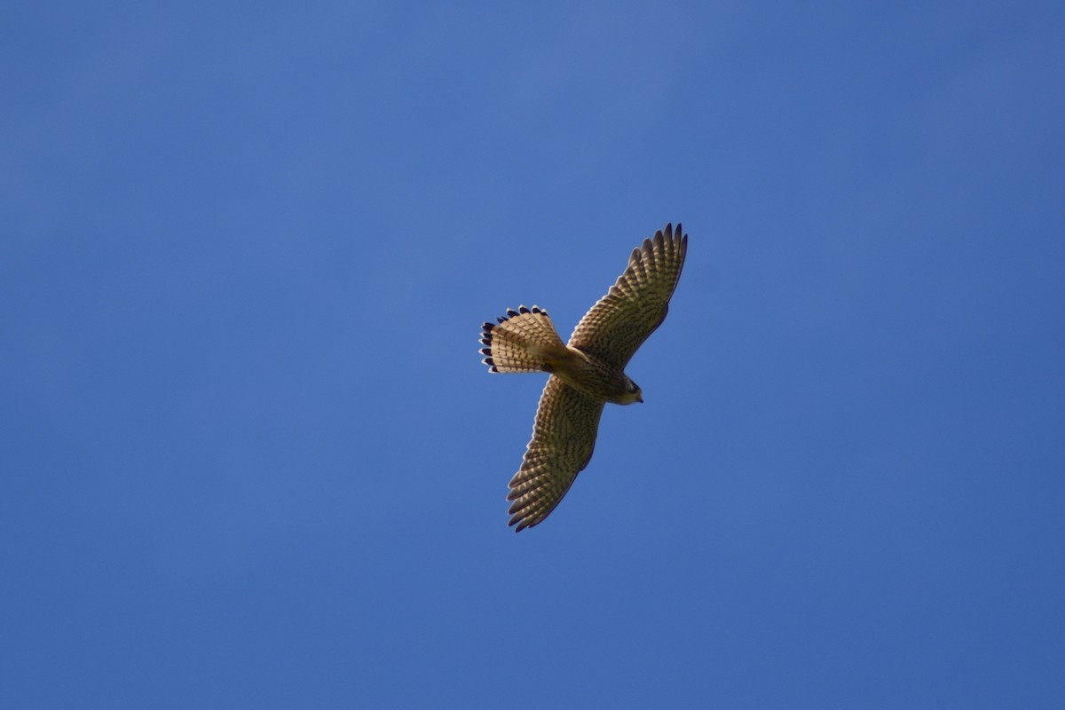 Eurasian Kestrel - ML619672323