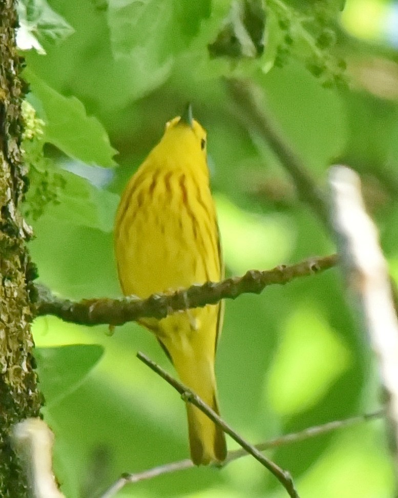 Yellow Warbler - ML619672325