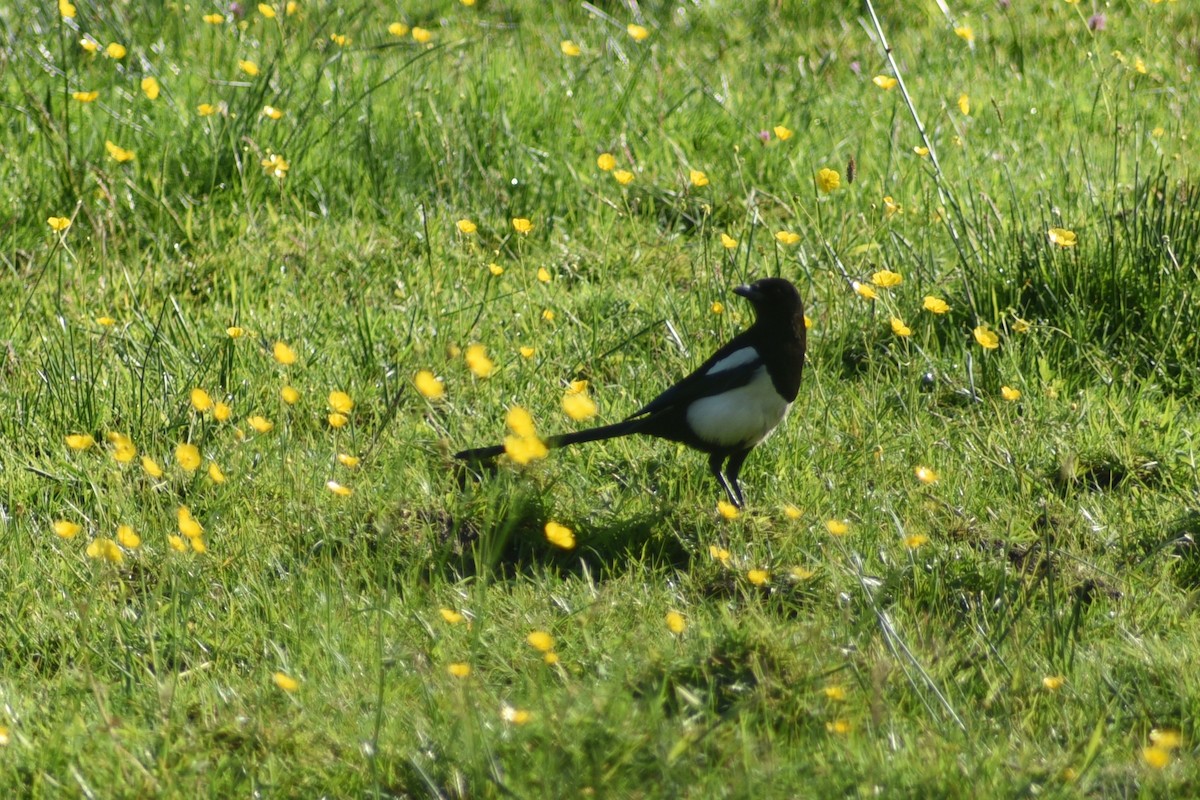 Eurasian Magpie - ML619672332