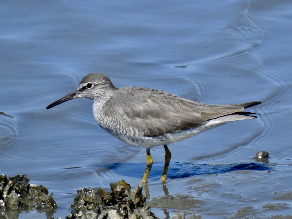 Gray-tailed Tattler - ML619672336