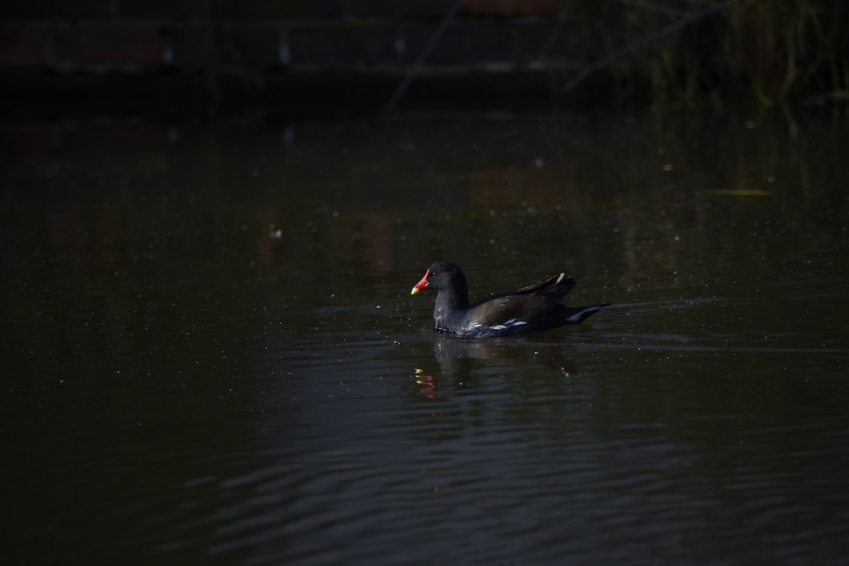 Eurasian Moorhen - ML619672345