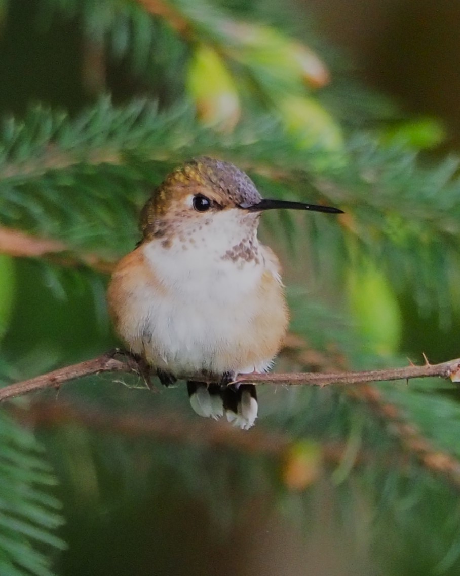 Rufous Hummingbird - ML619672347