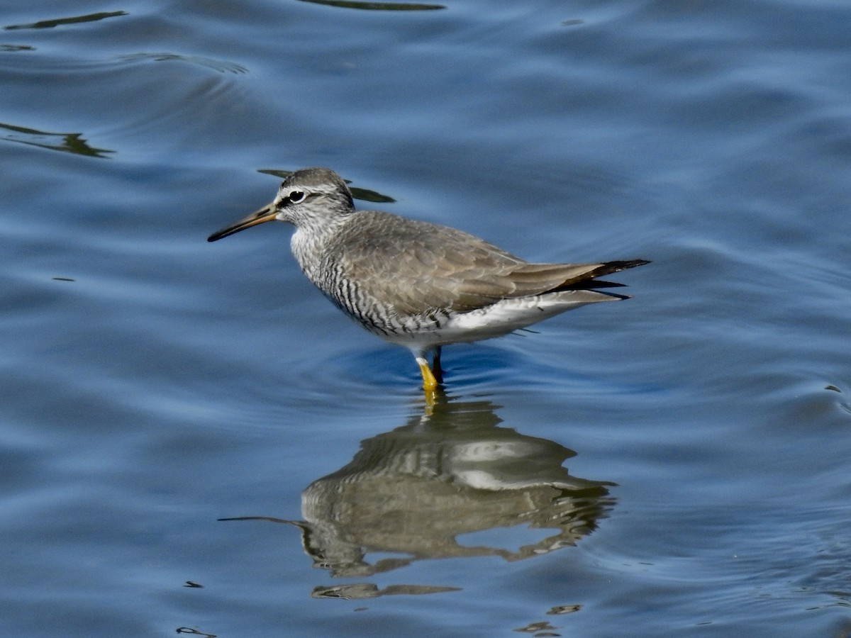 Gray-tailed Tattler - Craig Jackson