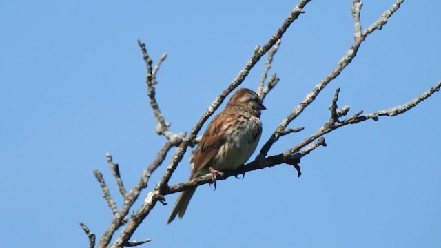 Song Sparrow - ML619672361