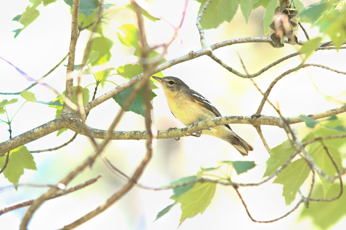 Bay-breasted Warbler - ML619672370