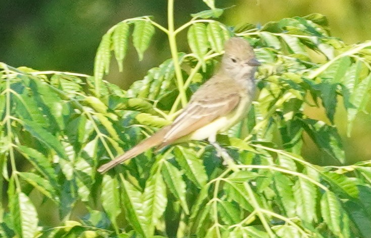 Great Crested Flycatcher - ML619672390