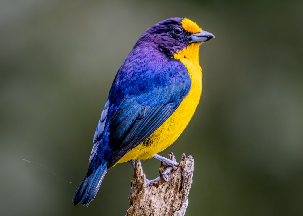 Violaceous Euphonia - ML619672419