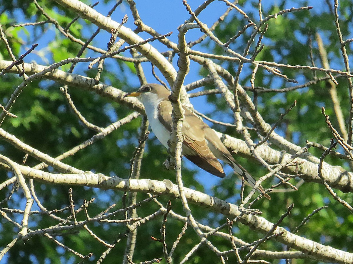 Yellow-billed Cuckoo - ML619672433