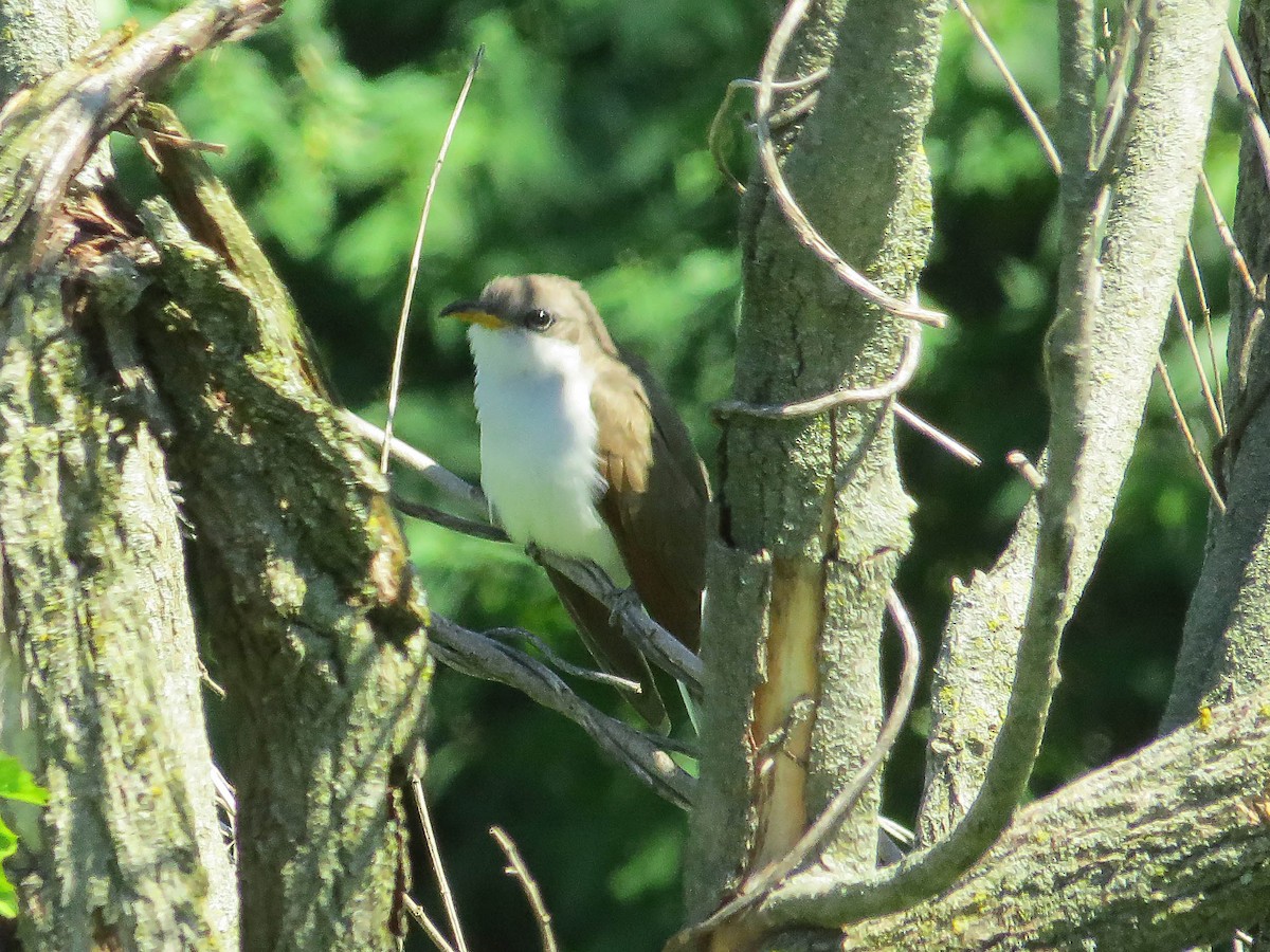 Yellow-billed Cuckoo - ML619672434