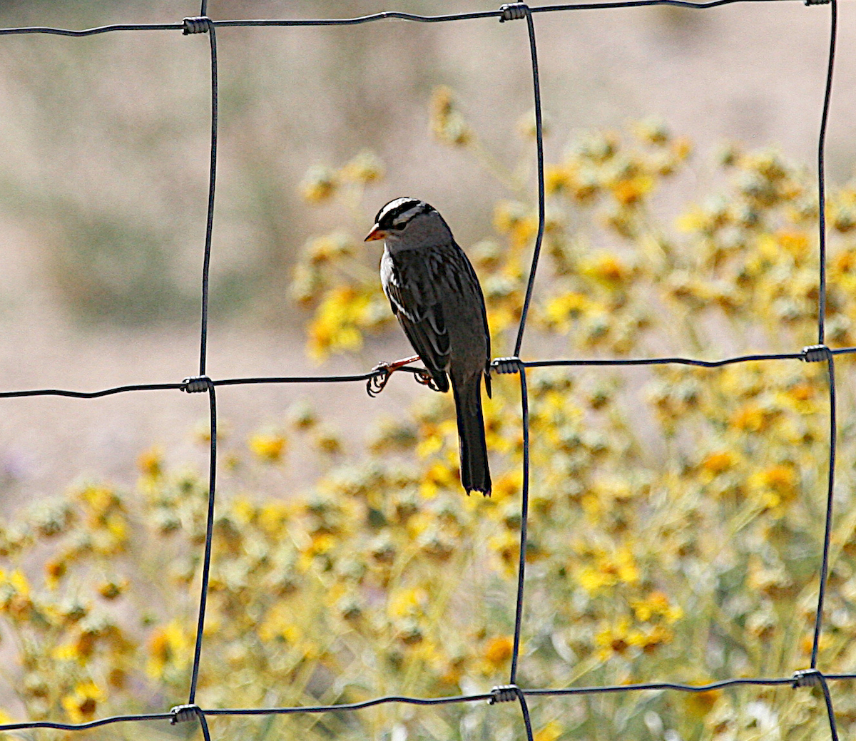 White-crowned Sparrow - ML619672464