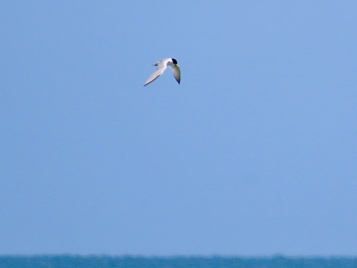 Least Tern - ML619672465