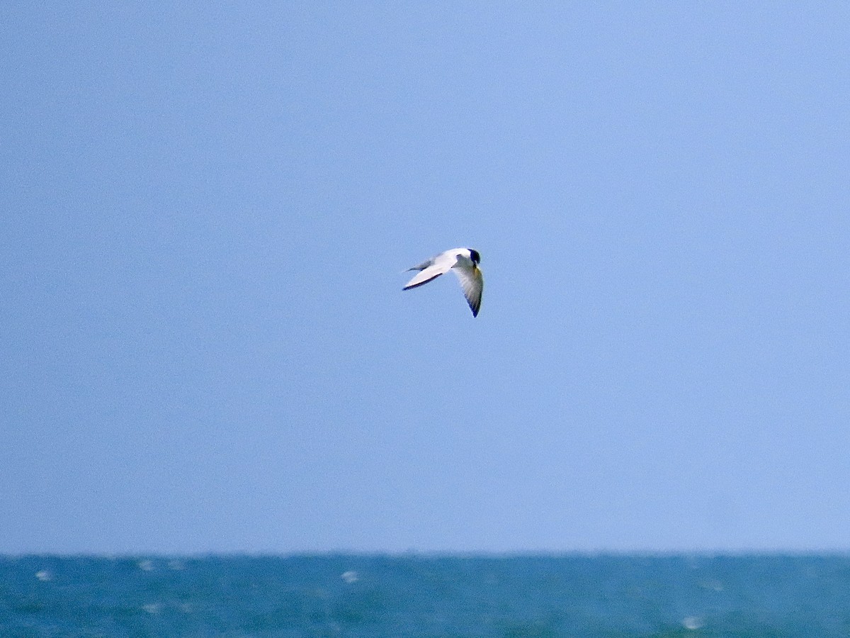 Least Tern - ML619672466