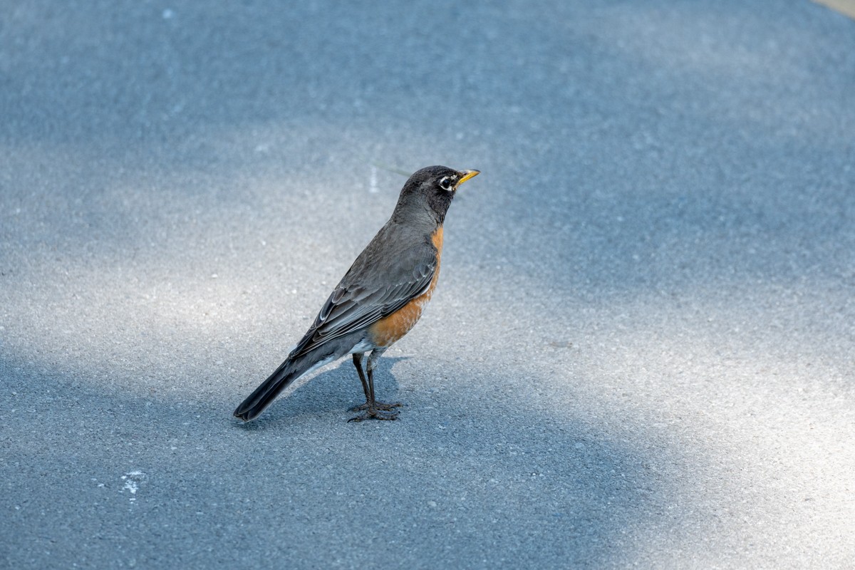 American Robin - ML619672475