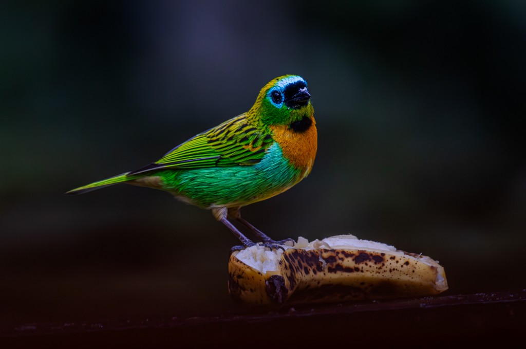 Brassy-breasted Tanager - ML619672479