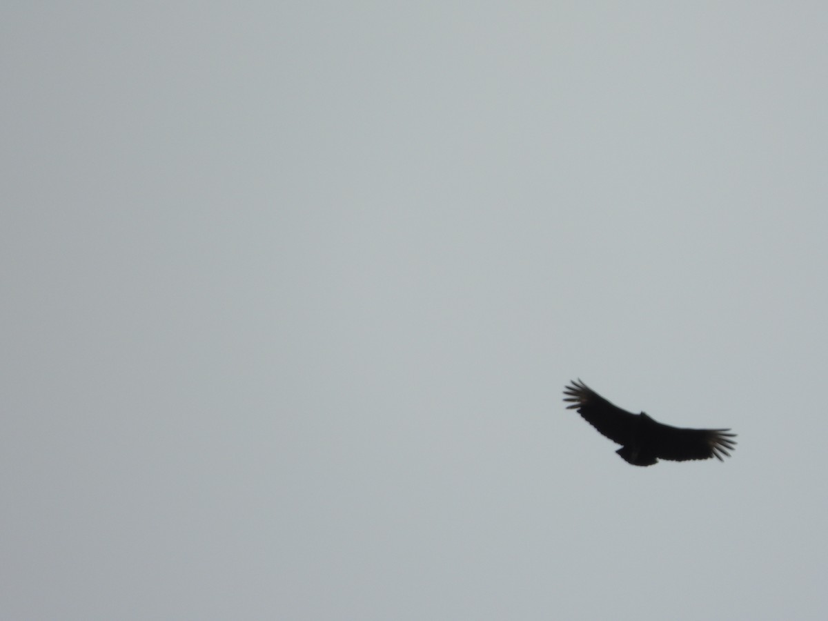 Black Vulture - ML619672481