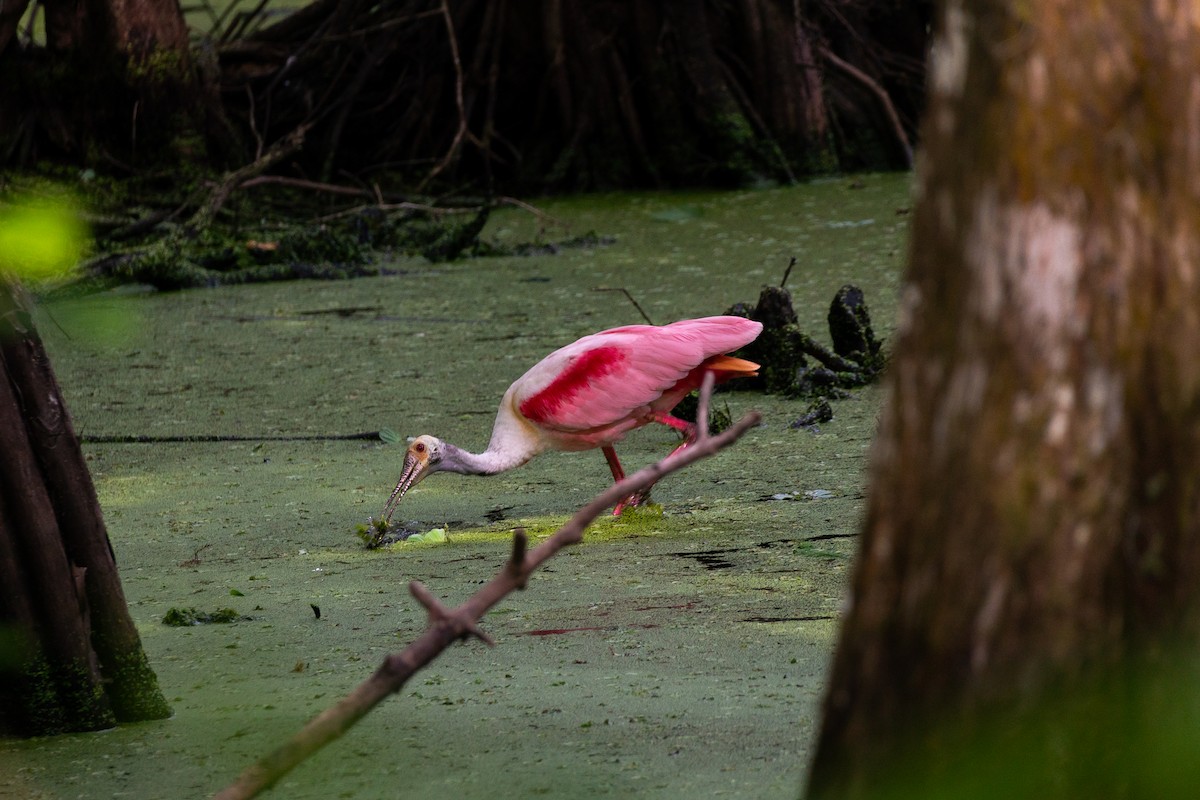 Roseate Spoonbill - ML619672496