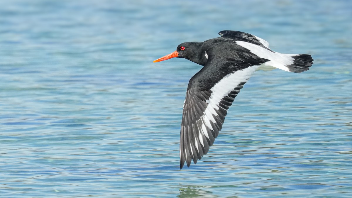 Eurasian Oystercatcher - ML619672558