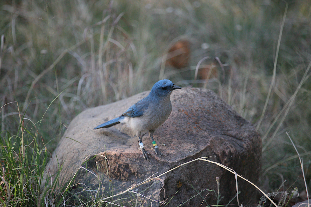 Mexican Jay - ML619672601