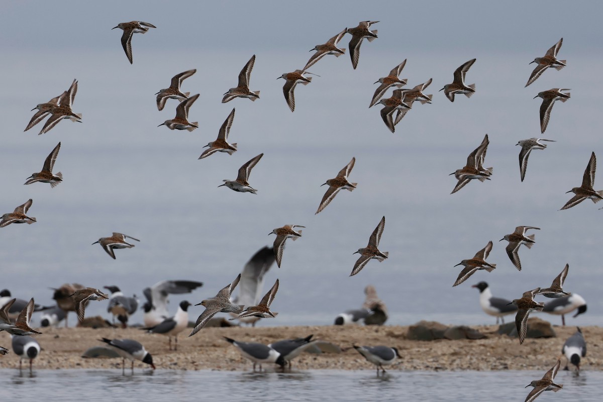 Dunlin - ML619672603