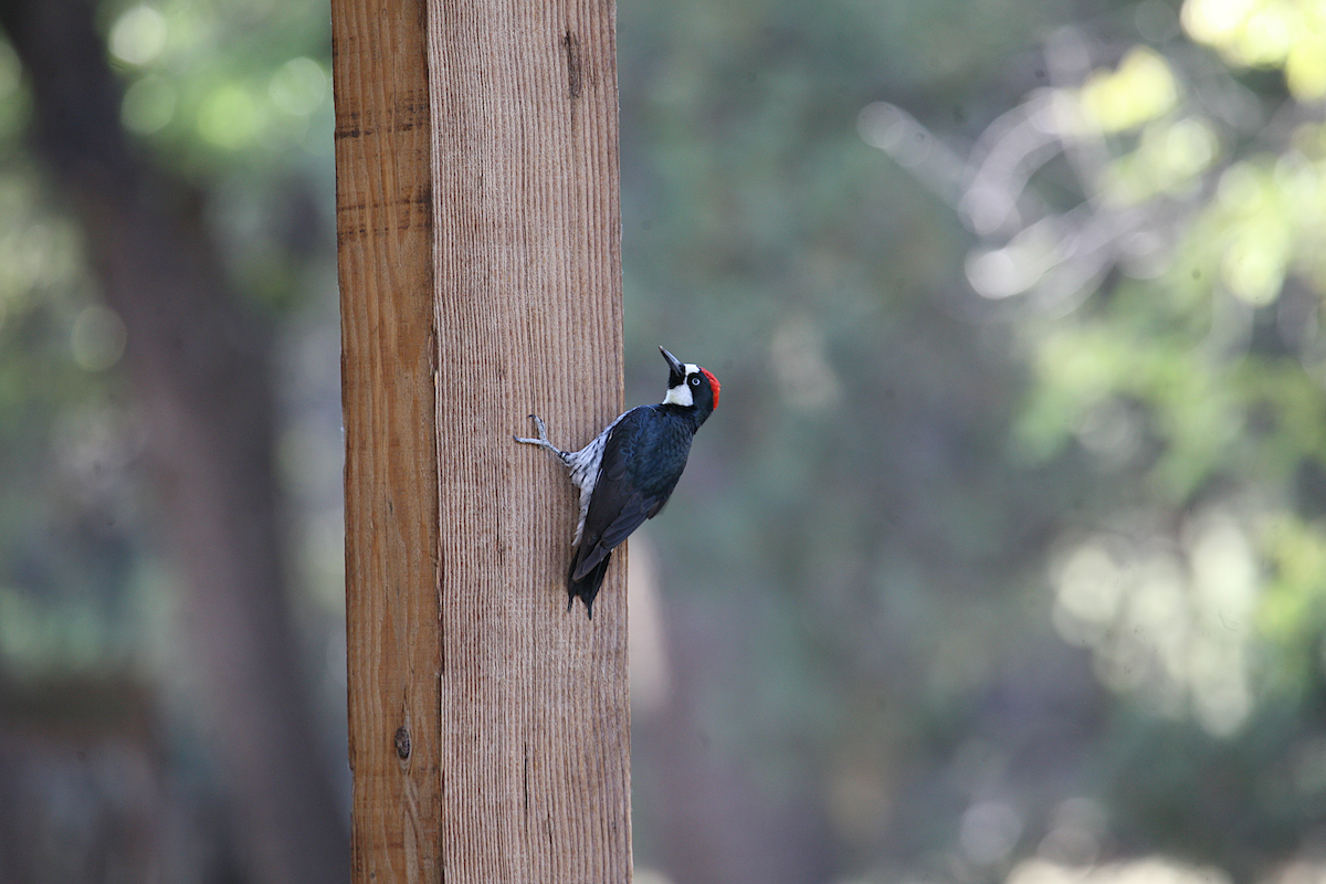 Acorn Woodpecker - ML619672613