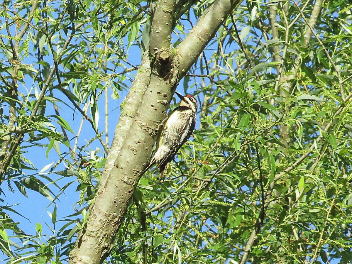 Yellow-bellied Sapsucker - ML619672629